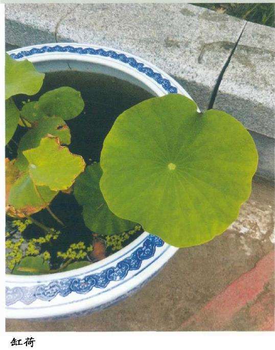 荷花怎么分营的5个步骤