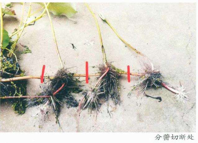 荷花怎么翻盆换盆