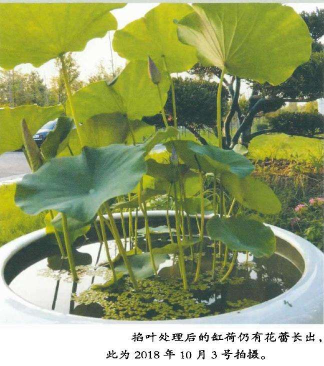 荷花怎么掐叶选种的3个步骤 图片