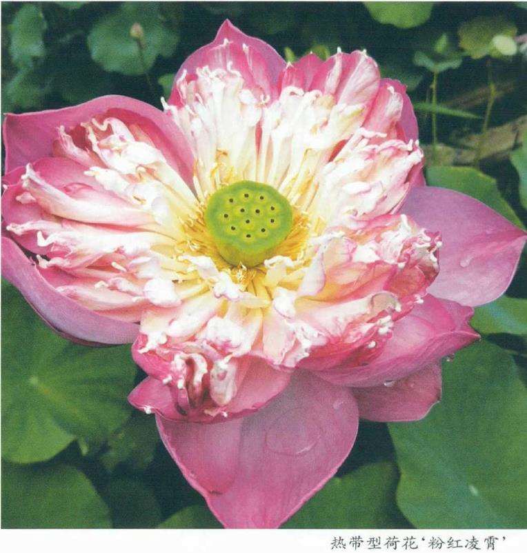 荷花怎么掐叶选种的3个步骤 图片