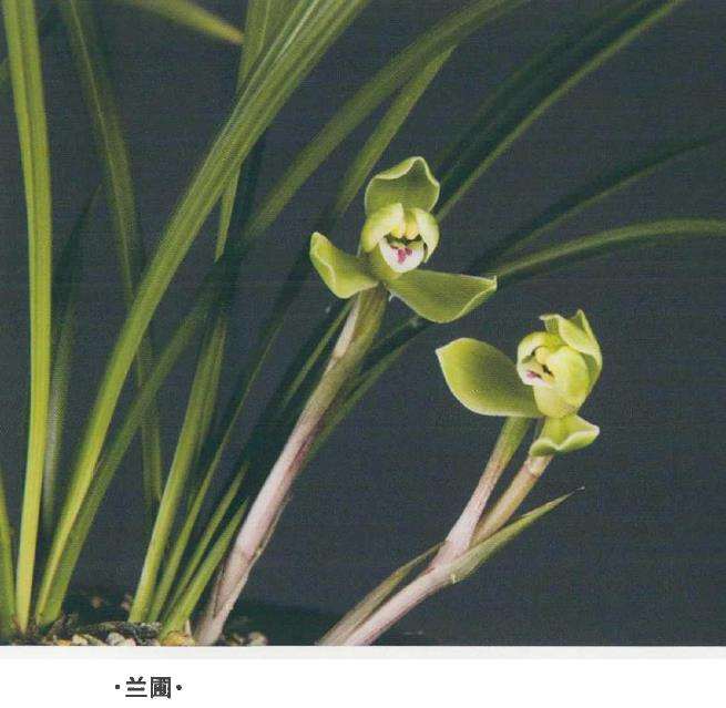 秋后春兰和蕙兰