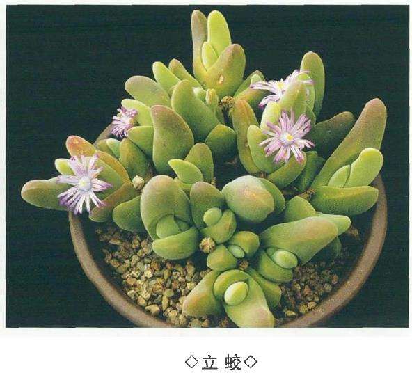 6种番杏科多肉植物 图片