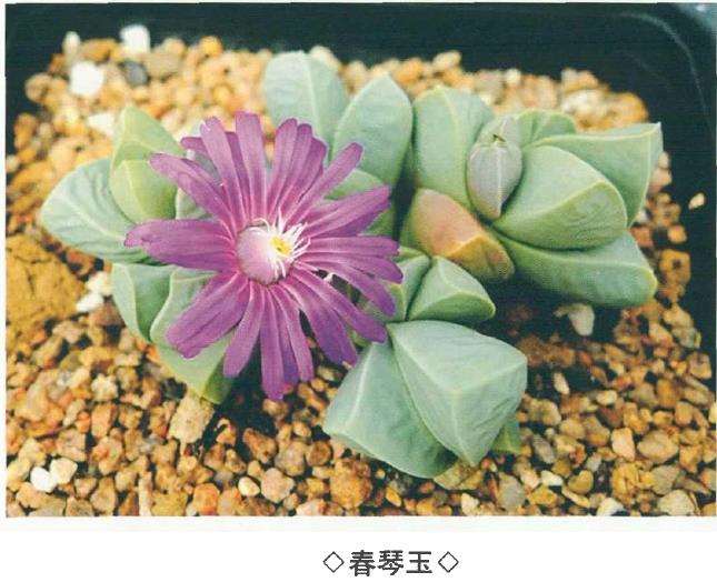 6种番杏科多肉植物 图片