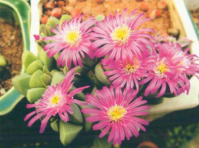 6种番杏科多肉植物 图片