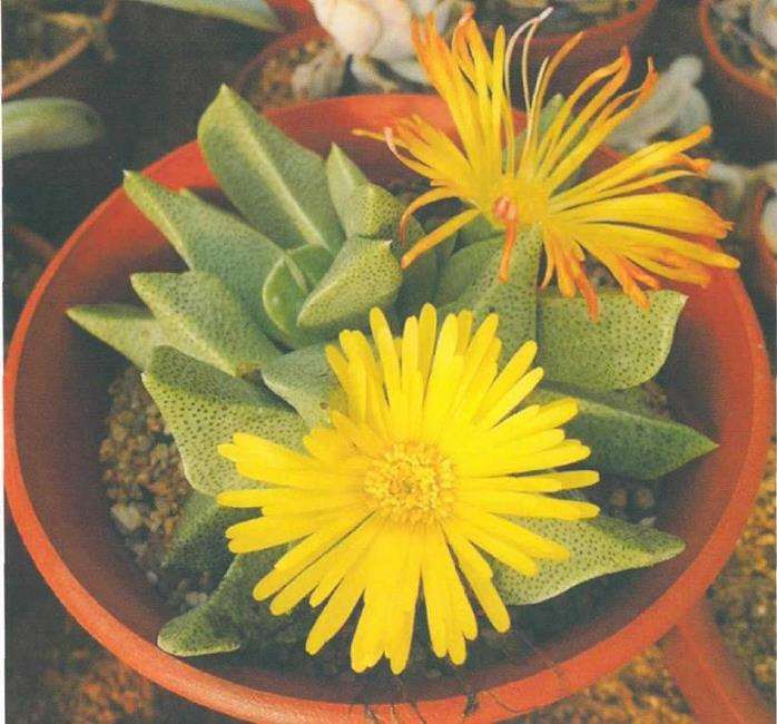 6种番杏科多肉植物 图片