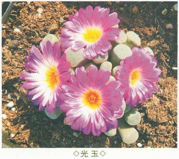 6种番杏科多肉植物 图片