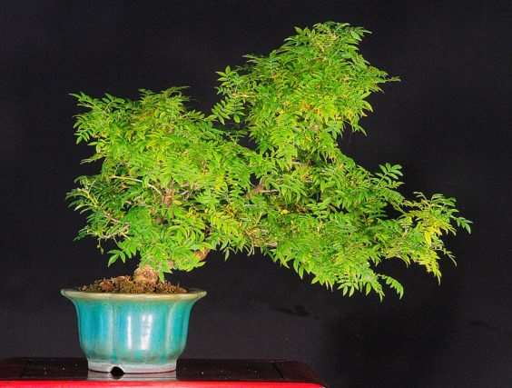 老外制作的鸡血藤盆景