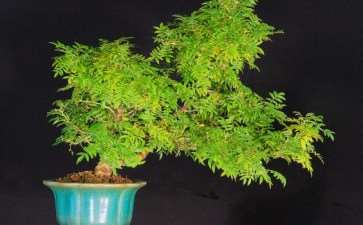 老外制作的鸡血藤盆景 图片欣赏