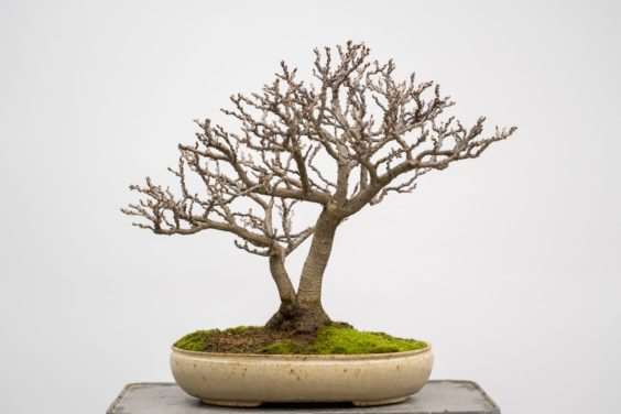 图解 一棵矮紫藤盆景怎么修剪的过程