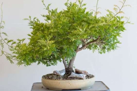 图解 一棵矮紫藤盆景怎么修剪的过程