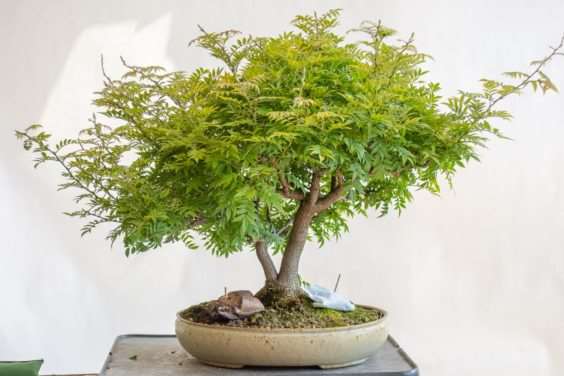 图解 一棵矮紫藤盆景怎么修剪的过程