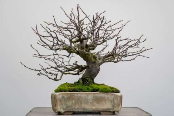 老外修剪木瓜盆景的前后 对比图片