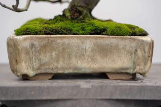 老外修剪木瓜盆景的前后 对比图片