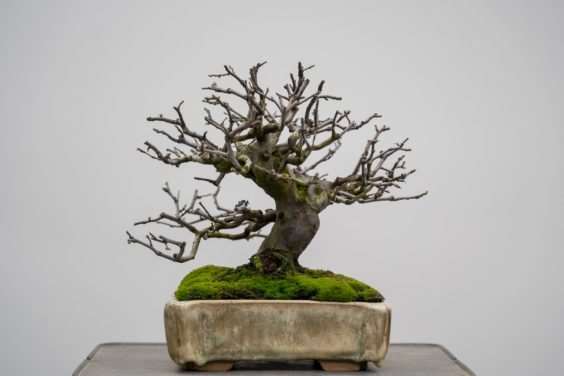 老外修剪木瓜盆景的前后 对比图片