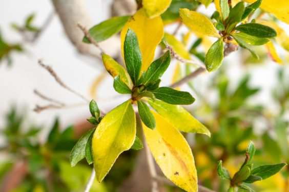 小月杜鹃盆景在秋天的颜色 图片
