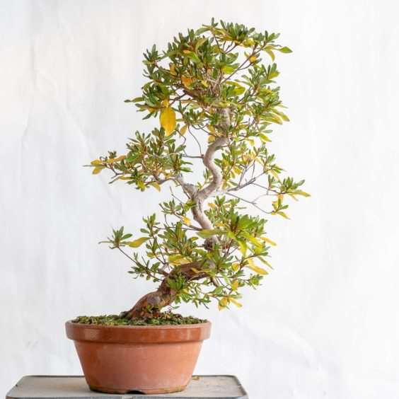 小月杜鹃盆景在秋天的颜色 图片