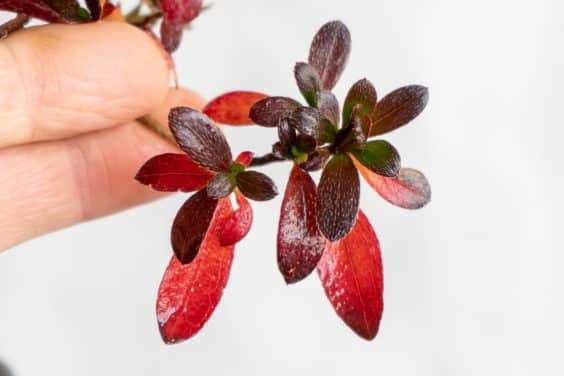 小月杜鹃盆景在秋天的颜色 图片