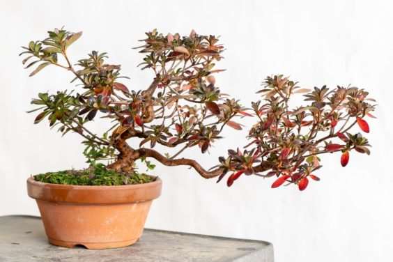 小月杜鹃盆景在秋天的颜色 图片