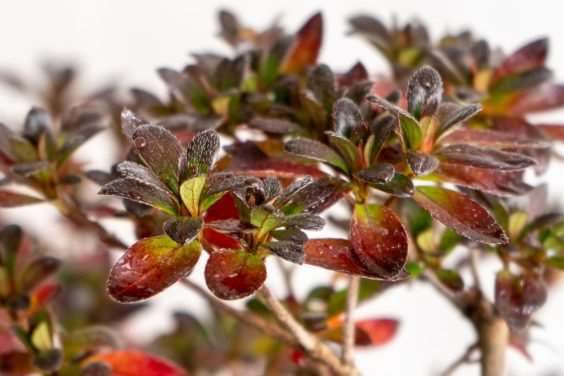 小月杜鹃盆景在秋天的颜色 图片