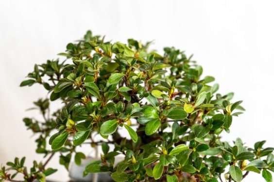 小月杜鹃盆景在秋天的颜色 图片