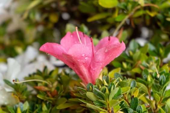 小月杜鹃盆景在秋天的颜色 图片