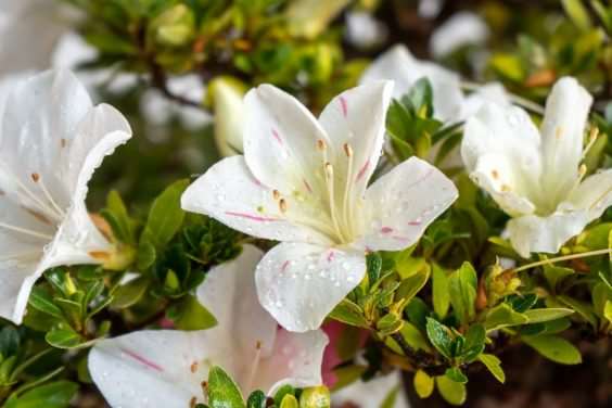 小月杜鹃盆景在秋天的颜色 图片