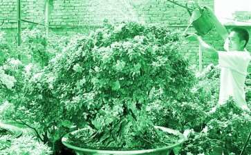 图文 奇丽杜鹃盆景放异彩