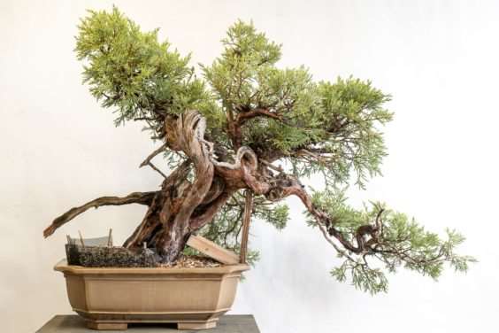 图解 杜松盆景造型后怎么清理的过程