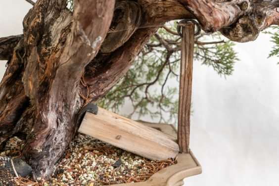 图解 杜松盆景造型后怎么清理的过程