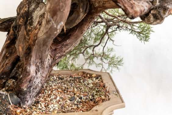 图解 杜松盆景造型后怎么清理的过程