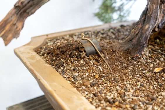 图解 杜松盆景造型后怎么清理的过程