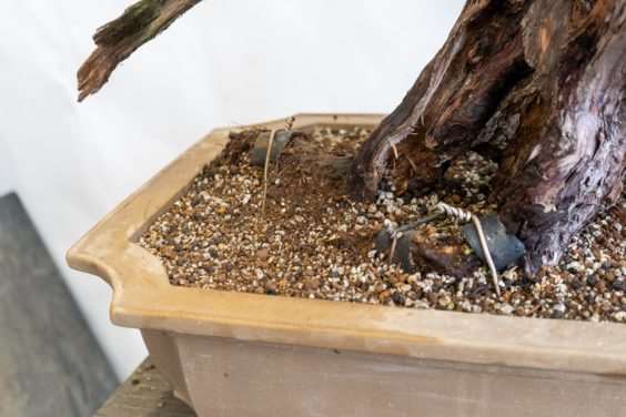 图解 杜松盆景造型后怎么清理的过程