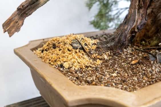 图解 杜松盆景造型后怎么清理的过程