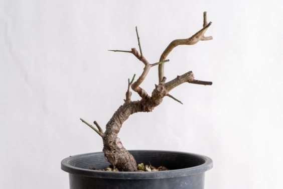 图解 怎么避免盆景直线生长的5个方法