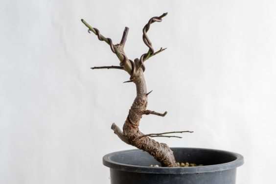 图解 怎么避免盆景直线生长的5个方法