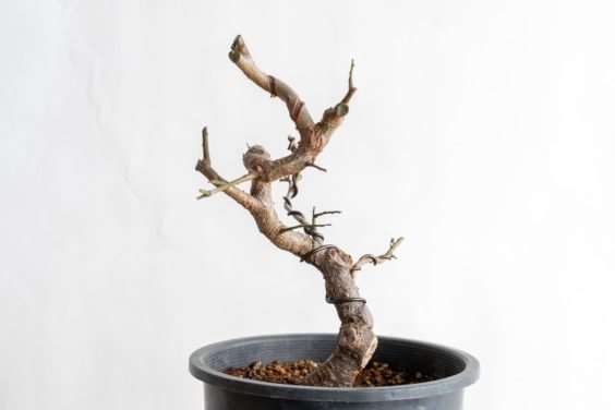 图解 怎么避免盆景直线生长的5个方法