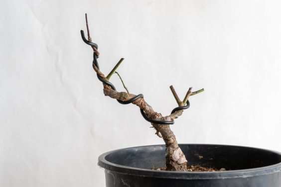 图解 怎么避免盆景直线生长的5个方法