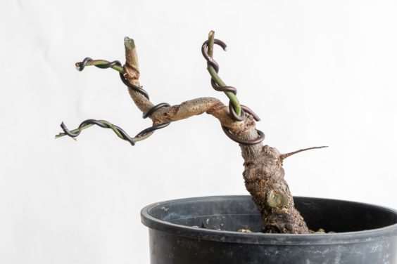 图解 怎么避免盆景直线生长的5个方法