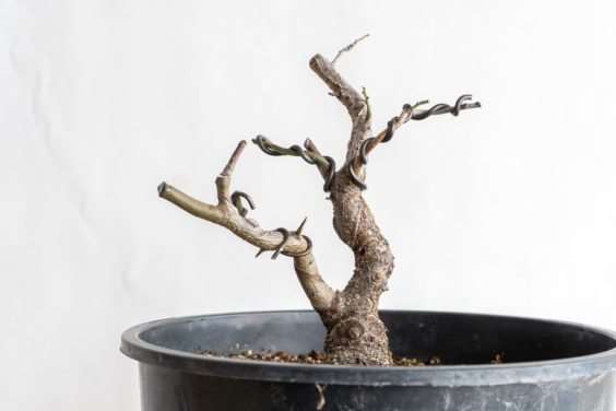 图解 怎么避免盆景直线生长的5个方法