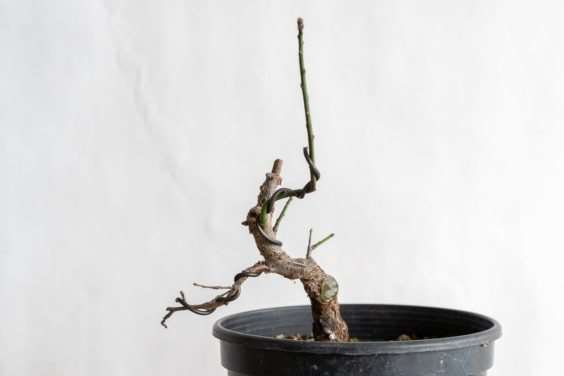 图解 怎么避免盆景直线生长的5个方法