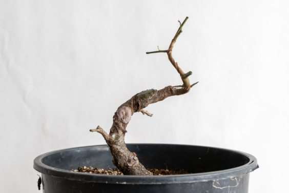 图解 怎么避免盆景直线生长的5个方法