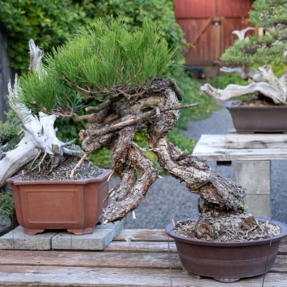 老外参观盆景花园的经验教训 图片