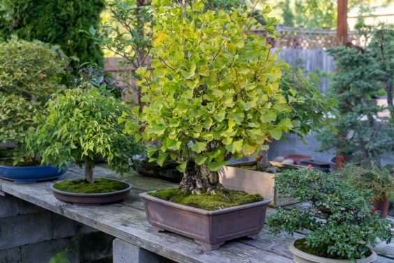 老外参观盆景花园的经验教训 图片