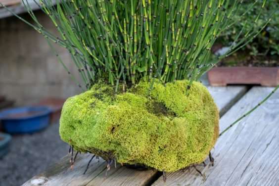 老外参观盆景花园的经验教训 图片