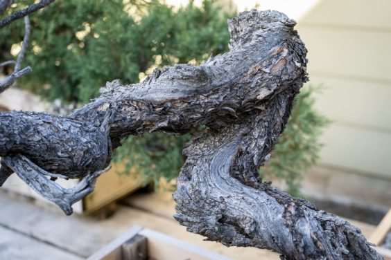 老外参观盆景花园的经验教训 图片