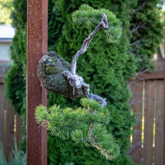 老外参观盆景花园的经验教训 图片