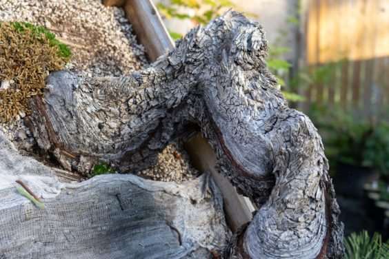 老外参观盆景花园的经验教训 图片