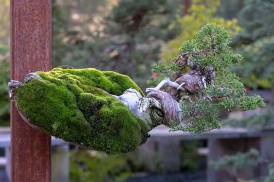 老外参观盆景花园的经验教训 图片