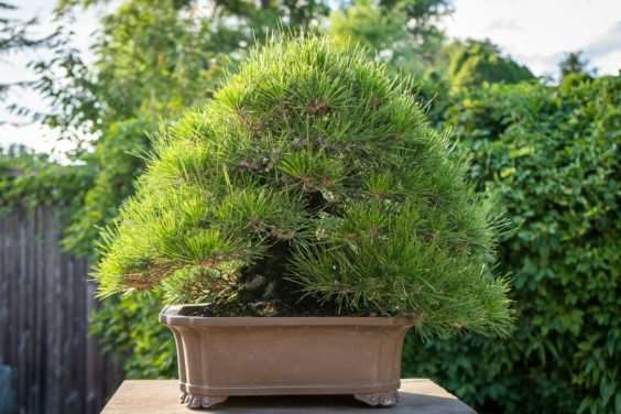 老外参观盆景花园的经验教训 图片