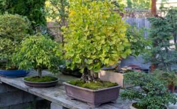 老外参观盆景花园的经验教训 图片